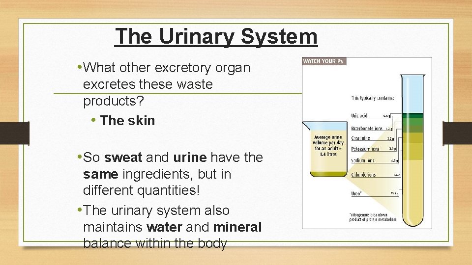 The Urinary System • What other excretory organ excretes these waste products? • The