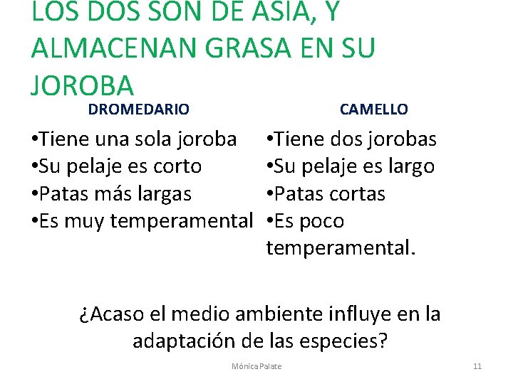 LOS DOS SON DE ASIA, Y ALMACENAN GRASA EN SU JOROBA DROMEDARIO CAMELLO •