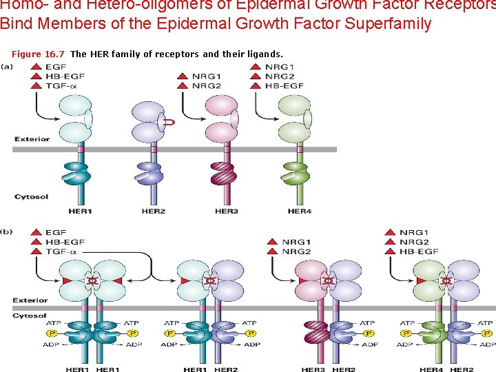Homo- and Hetero-oligomers of Epidermal Growth Factor Receptors Bind Members of the Epidermal Growth