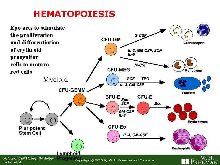 HEMATOPOIESIS Epo acts to stimulate the proliferation and differentiation of erythroid progenitor cells to