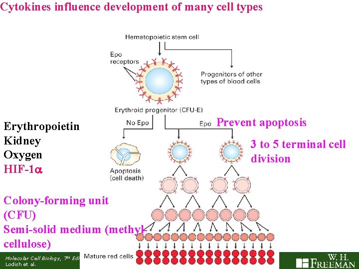 Cytokines influence development of many cell types Prevent apoptosis Erythropoietin Kidney Oxygen HIF-1 3
