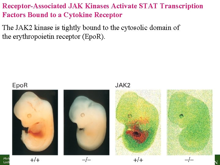 Receptor-Associated JAK Kinases Activate STAT Transcription Factors Bound to a Cytokine Receptor The JAK