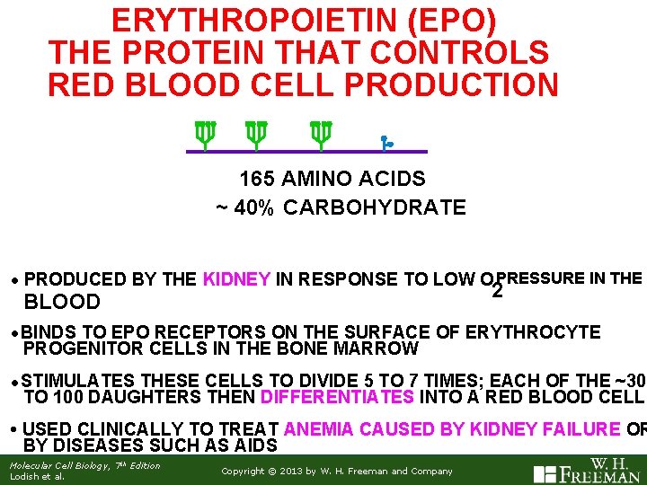 ERYTHROPOIETIN (EPO) THE PROTEIN THAT CONTROLS RED BLOOD CELL PRODUCTION 165 AMINO ACIDS ~
