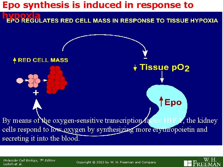 Epo synthesis is induced in response to hypoxia By means of the oxygen-sensitive transcription