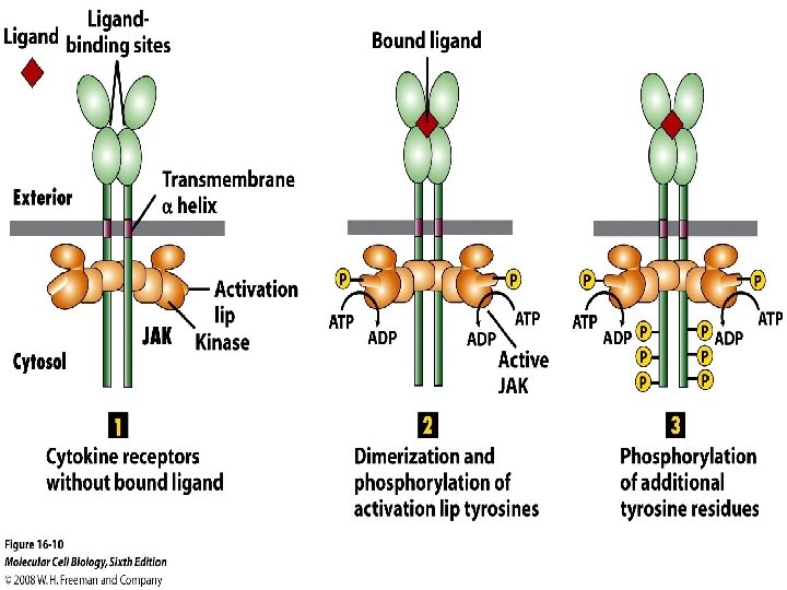 Molecular Cell Biology, 7 th Edition Lodish et al. Copyright © 2013 by W.