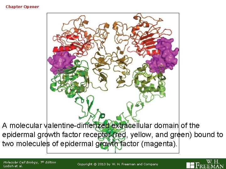 Chapter Opener A molecular valentine-dimerized extracellular domain of the epidermal growth factor receptor (red,