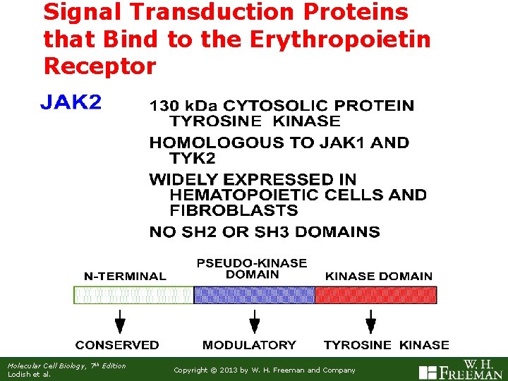 Signal Transduction Proteins that Bind to the Erythropoietin Receptor Molecular Cell Biology, 7 th