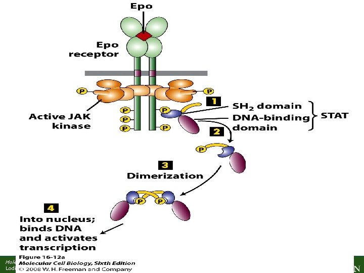 Molecular Cell Biology, 7 th Edition Lodish et al. Copyright © 2013 by W.