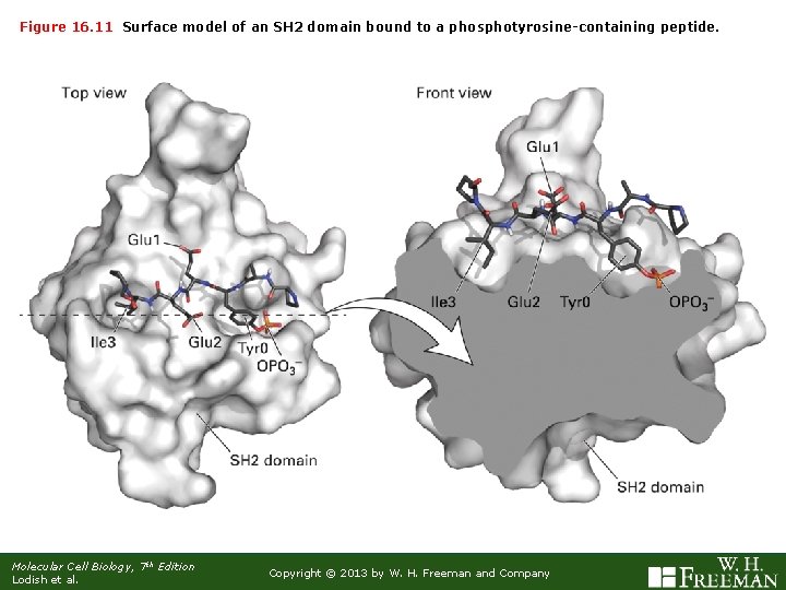 Figure 16. 11 Surface model of an SH 2 domain bound to a phosphotyrosine-containing