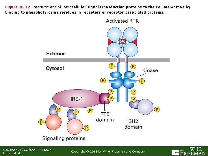 Figure 16. 12 Recruitment of intracellular signal transduction proteins to the cell membrane by