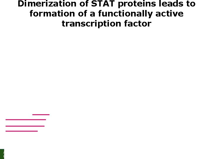Dimerization of STAT proteins leads to formation of a functionally active transcription factor Molecular