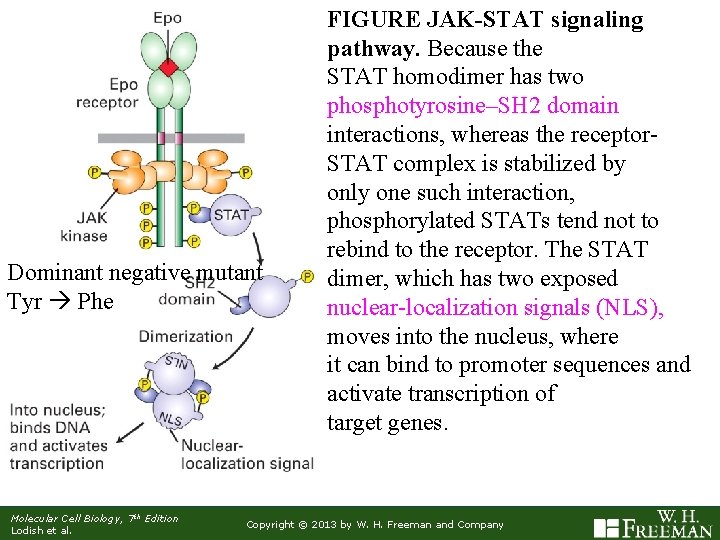 Dominant negative mutant Tyr Phe Molecular Cell Biology, 7 th Edition Lodish et al.