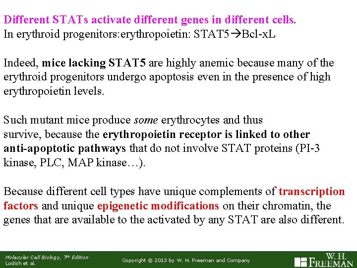 Different STATs activate different genes in different cells. In erythroid progenitors: erythropoietin: STAT 5
