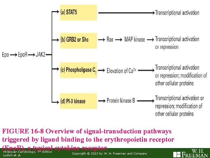 FIGURE 16 -8 Overview of signal-transduction pathways triggered by ligand binding to the erythropoietin