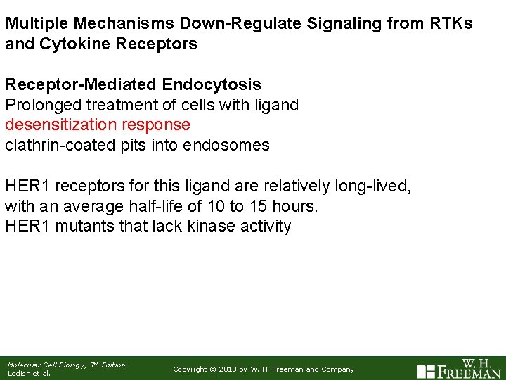 Multiple Mechanisms Down-Regulate Signaling from RTKs and Cytokine Receptors Receptor-Mediated Endocytosis Prolonged treatment of
