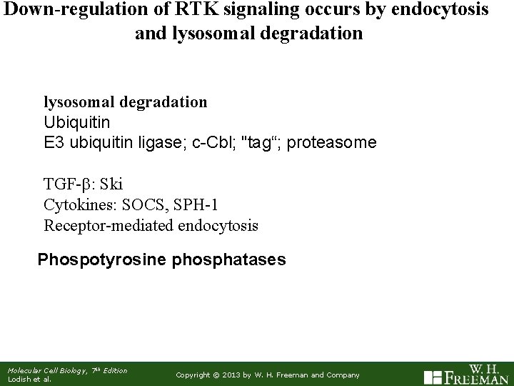 Down-regulation of RTK signaling occurs by endocytosis and lysosomal degradation Ubiquitin E 3 ubiquitin