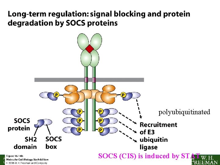 polyubiquitinated Molecular Cell Biology, 7 th Edition Lodish et al. SOCS (CIS) is induced