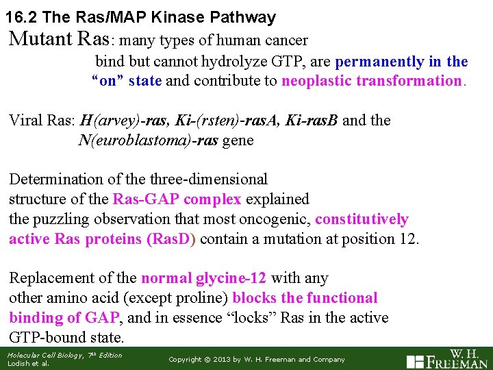 16. 2 The Ras/MAP Kinase Pathway Mutant Ras: many types of human cancer bind