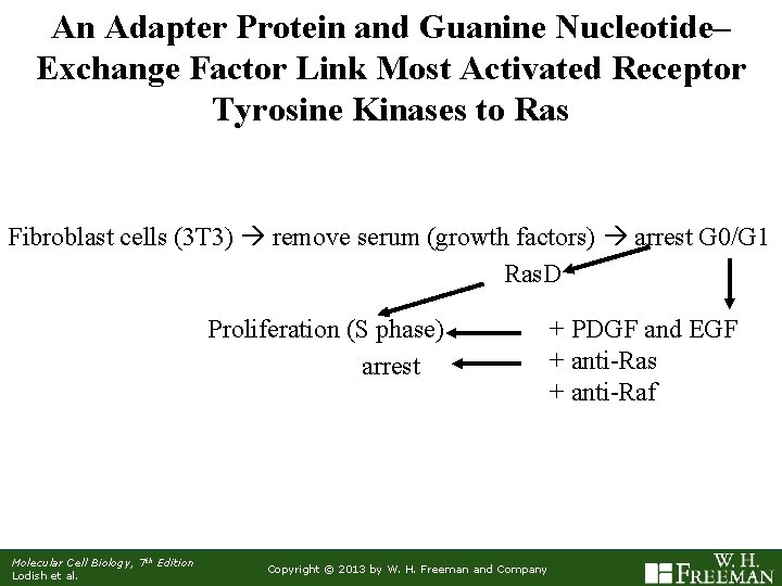 An Adapter Protein and Guanine Nucleotide– Exchange Factor Link Most Activated Receptor Tyrosine Kinases