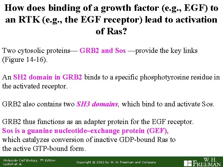 How does binding of a growth factor (e. g. , EGF) to an RTK