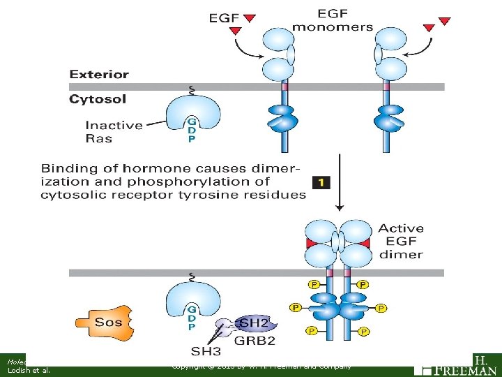 Molecular Cell Biology, 7 th Edition Lodish et al. Copyright © 2013 by W.