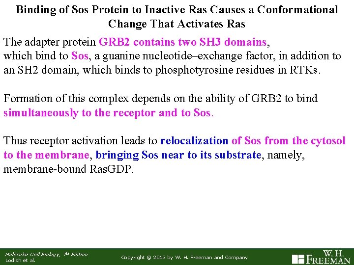 Binding of Sos Protein to Inactive Ras Causes a Conformational Change That Activates Ras