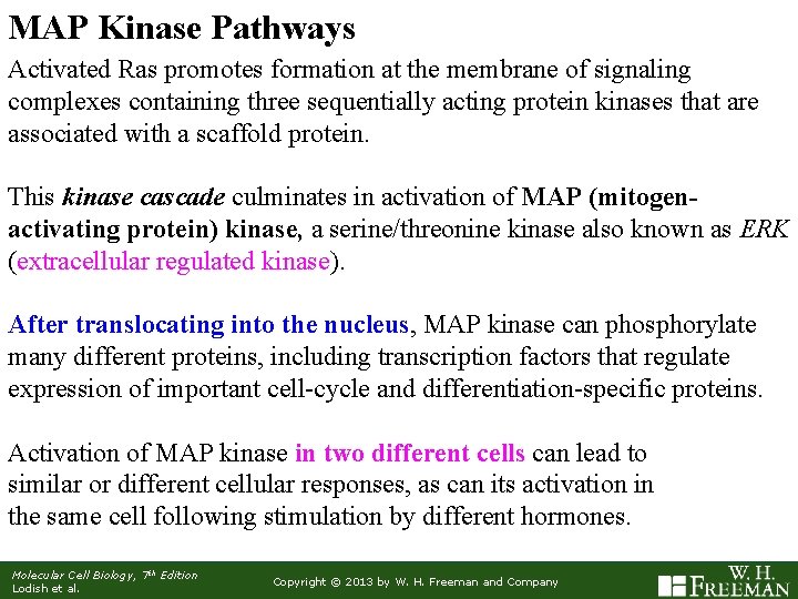 MAP Kinase Pathways Activated Ras promotes formation at the membrane of signaling complexes containing