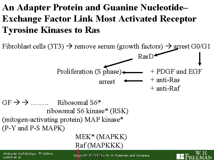 An Adapter Protein and Guanine Nucleotide– Exchange Factor Link Most Activated Receptor Tyrosine Kinases
