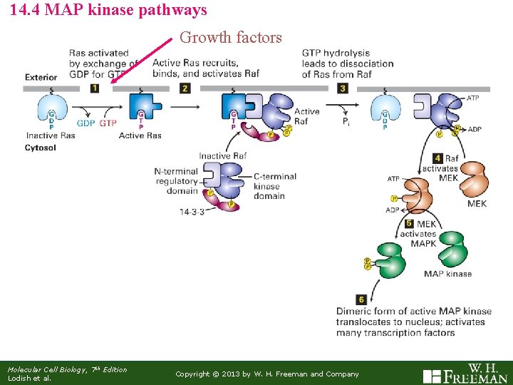 14. 4 MAP kinase pathways Growth factors Molecular Cell Biology, 7 th Edition Lodish
