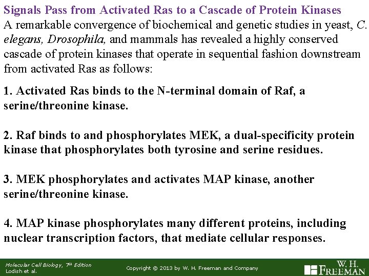 Signals Pass from Activated Ras to a Cascade of Protein Kinases A remarkable convergence