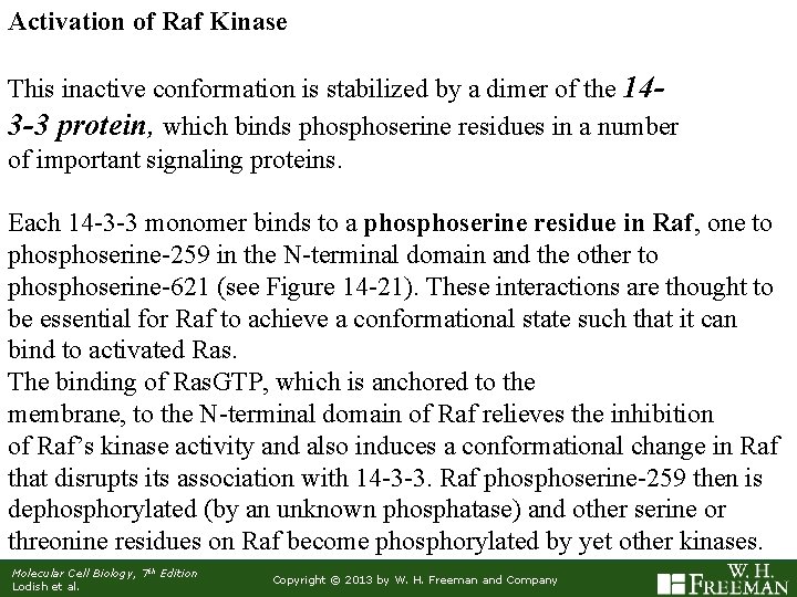 Activation of Raf Kinase This inactive conformation is stabilized by a dimer of the