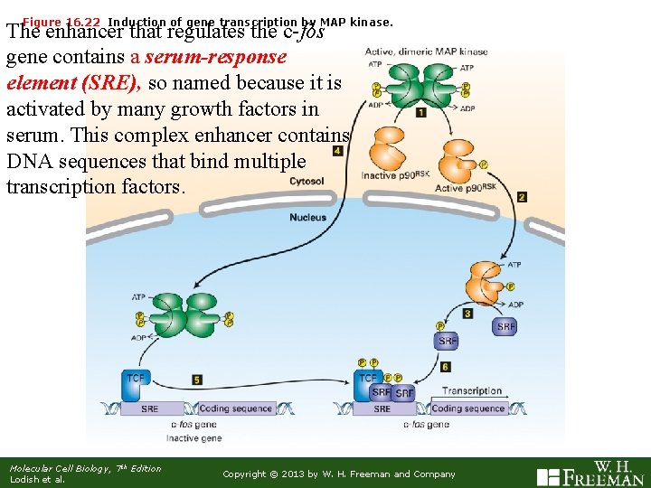 Figure 16. 22 Induction of gene transcription by MAP kinase. The enhancer that regulates