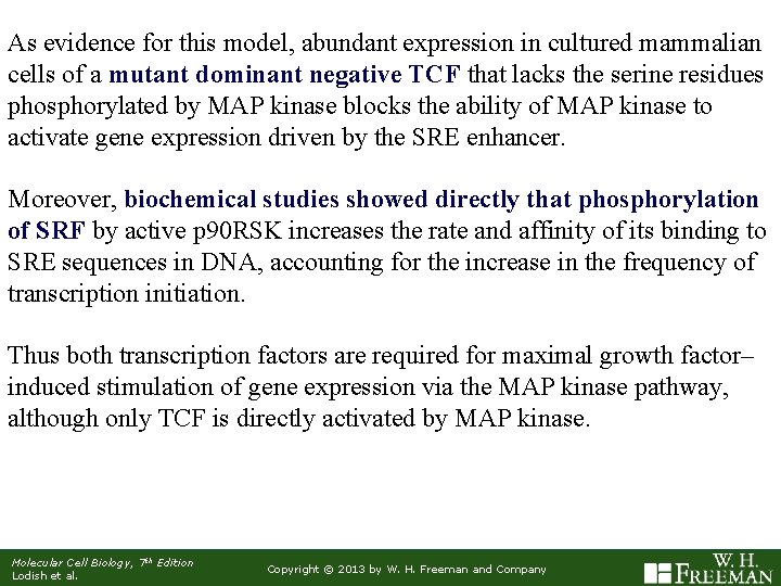 As evidence for this model, abundant expression in cultured mammalian cells of a mutant