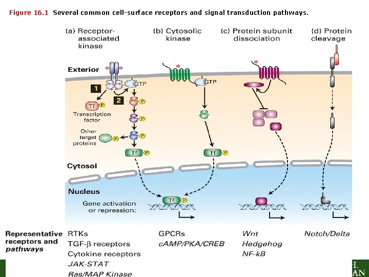Figure 16. 1 Several common cell-surface receptors and signal transduction pathways. Molecular Cell Biology,