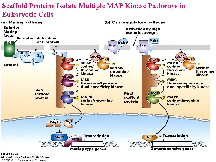 Scaffold Proteins Isolate Multiple MAP Kinase Pathways in Eukaryotic Cells Molecular Cell Biology, 7