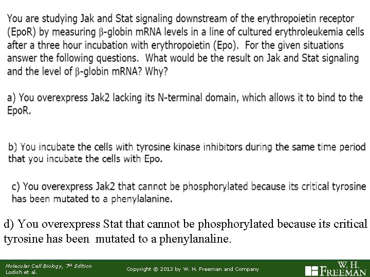 d) You overexpress Stat that cannot be phosphorylated because its critical tyrosine has been