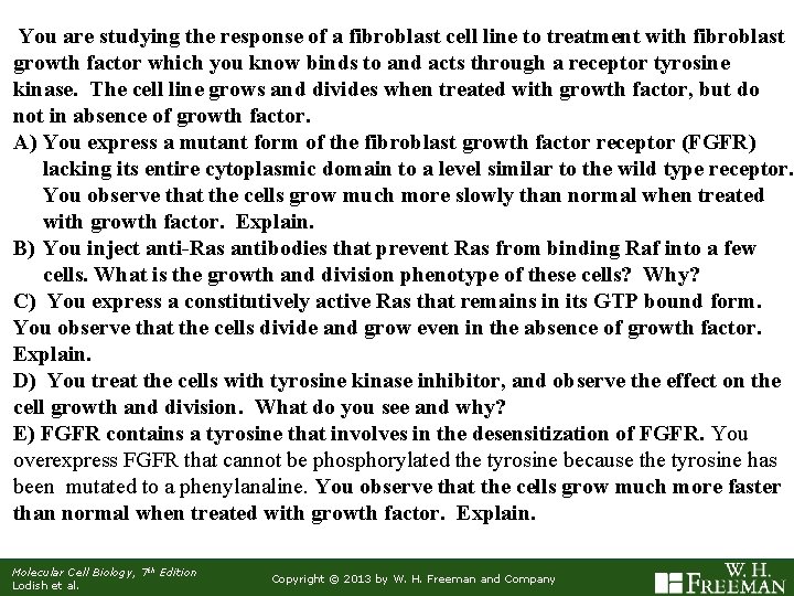 You are studying the response of a fibroblast cell line to treatment with fibroblast