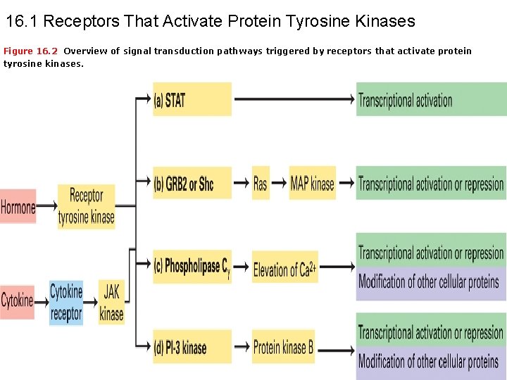 16. 1 Receptors That Activate Protein Tyrosine Kinases Figure 16. 2 Overview of signal