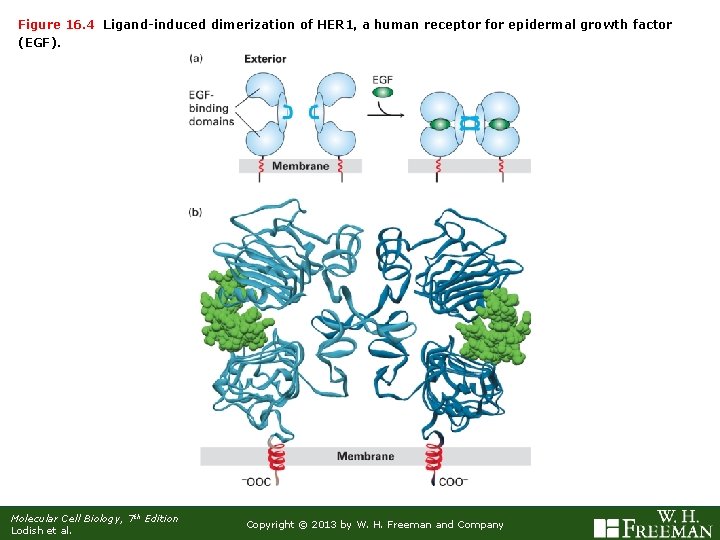 Figure 16. 4 Ligand-induced dimerization of HER 1, a human receptor for epidermal growth