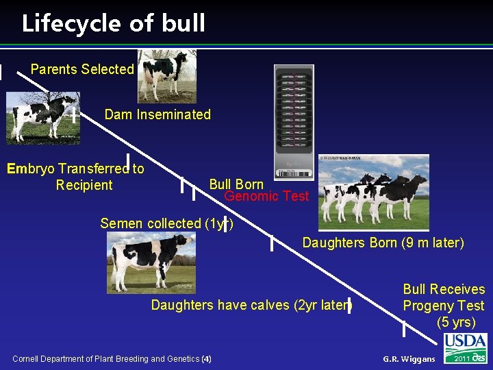 Lifecycle of bull Parents Selected Dam Inseminated Embryo Transferred to Recipient Bull Born Genomic
