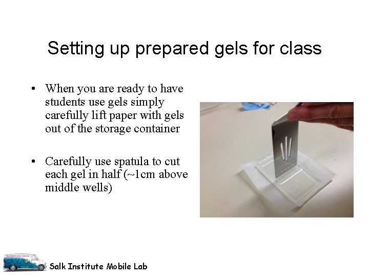 Setting up prepared gels for class • When you are ready to have students