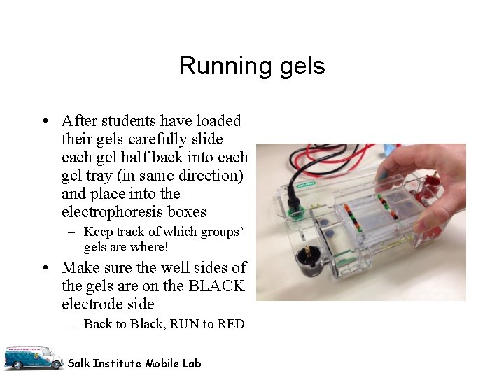 Running gels • After students have loaded their gels carefully slide each gel half