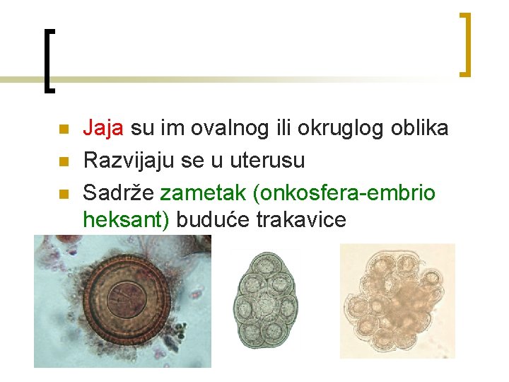 n n n Jaja su im ovalnog ili okruglog oblika Razvijaju se u uterusu