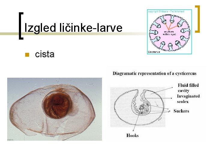 Izgled ličinke-larve n cista 