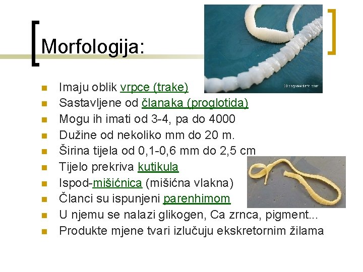 Morfologija: n n n n n Imaju oblik vrpce (trake) Sastavljene od članaka (proglotida)