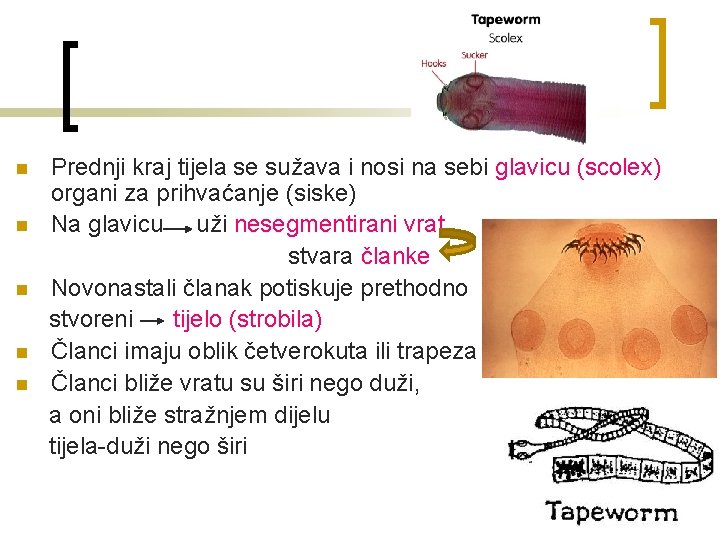 n n n Prednji kraj tijela se sužava i nosi na sebi glavicu (scolex)