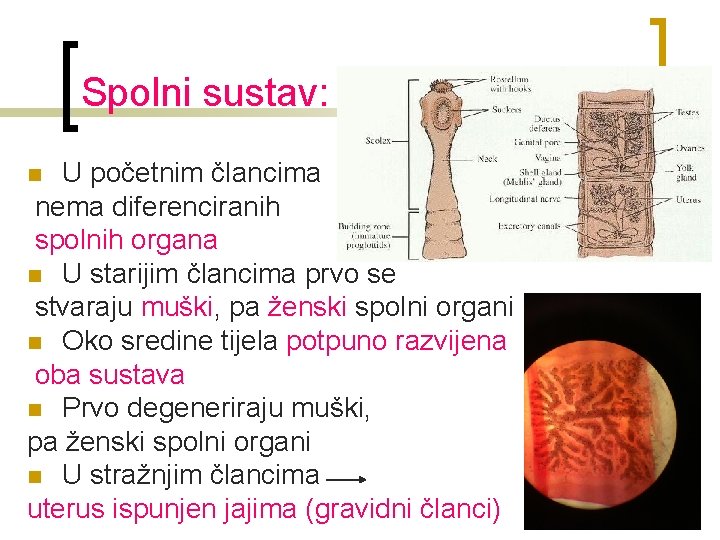 Spolni sustav: U početnim člancima nema diferenciranih spolnih organa n U starijim člancima prvo