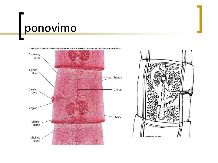 ponovimo 