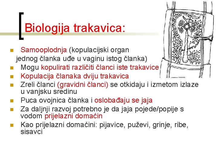 Biologija trakavica: Samooplodnja (kopulacijski organ jednog članka uđe u vaginu istog članka) n Mogu