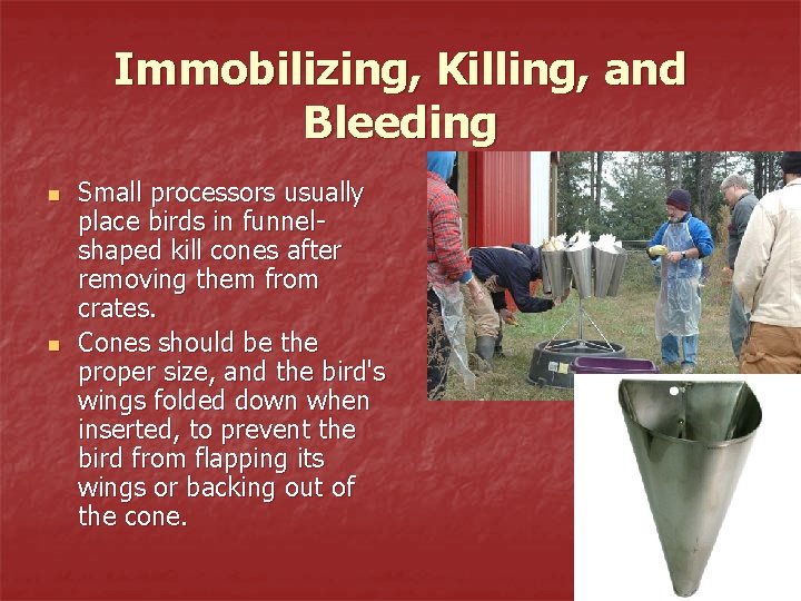 Immobilizing, Killing, and Bleeding n n Small processors usually place birds in funnelshaped kill